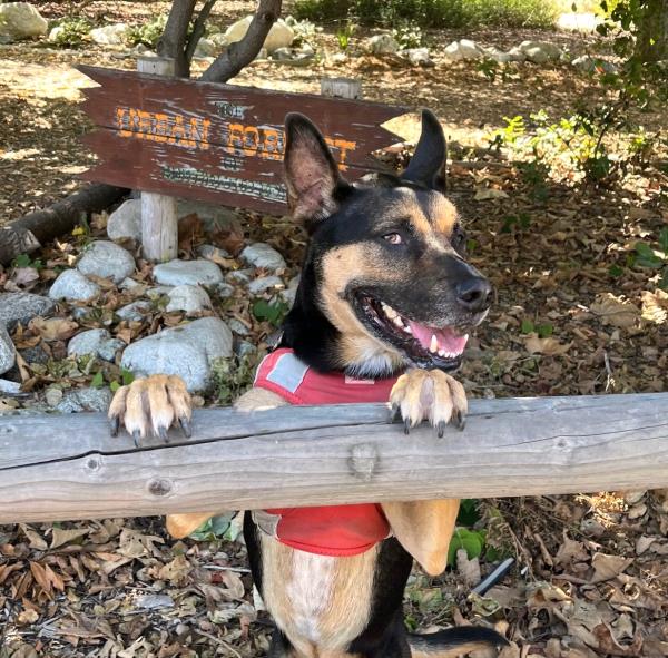/Images/uploads/Friends of Seal Beach Animal Care Center/2025sbacc/entries/32455thumb.jpg
